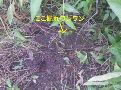 ここほれっ♫