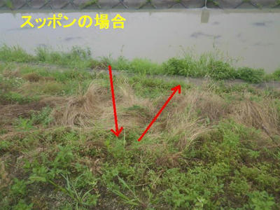 スッポンの場合