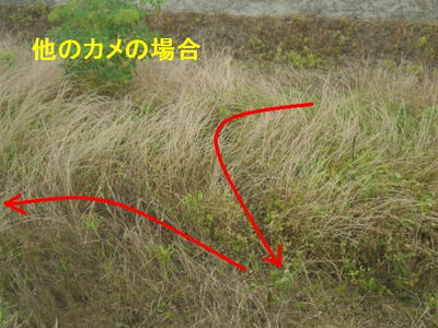 他のカメ