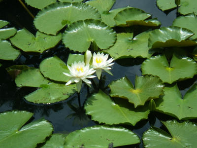 ハスの花