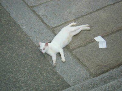 白ぬこたん