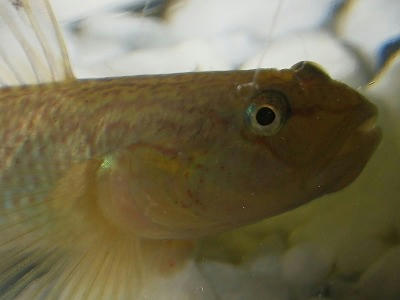 s-IMGP2398.jpg