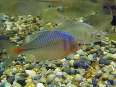 タイリクバラタナゴ 魚っちんぐライフ