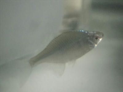 ニホンバラタナゴ 魚っちんぐライフ