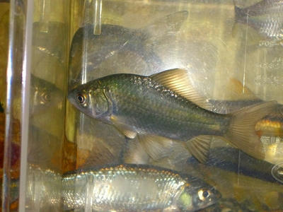 ギンブナ 魚っちんぐライフ