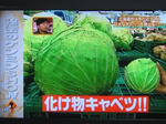北海道特大キャベツ
