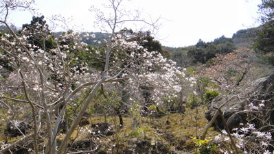 c3c96f17.jpg