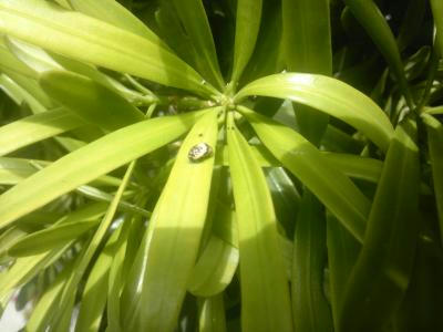 SH3F0508_convert_20120423134118.jpg