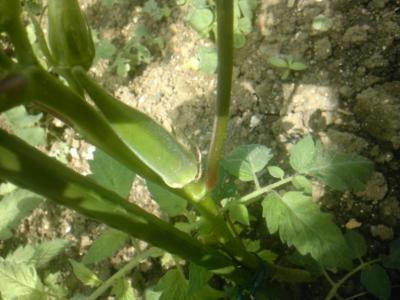 SH3F0693_convert_20120508100824.jpg