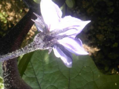 SH3F0631_convert_20120528105646.jpg