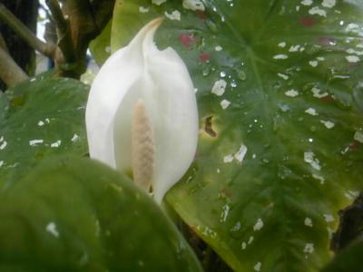 SH3F0653_convert_20120529102858.jpg