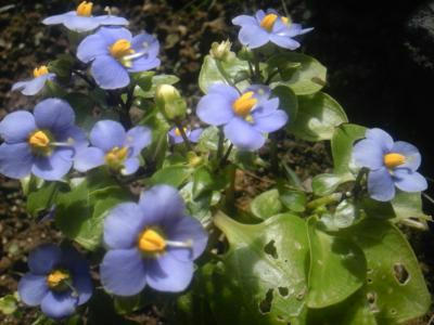 SH3F0860_convert_20120531223441.jpg