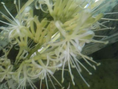 SH3F0848_convert_20120612122719.jpg