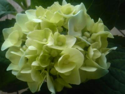 SH3F0773_convert_20120628104939.jpg