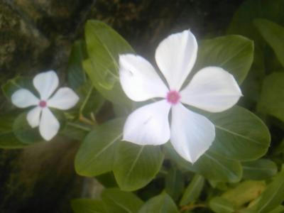 SH3F0991_convert_20120703123159.jpg