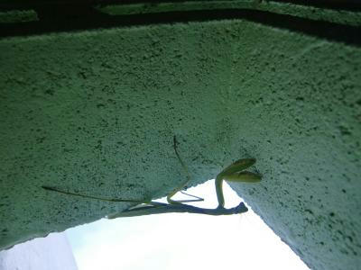 CIMG4641_convert_20120704130820.jpg