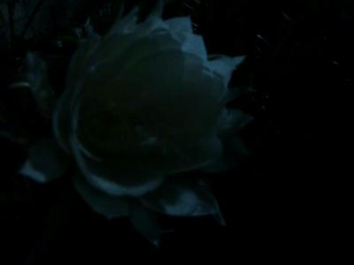 CIMG4447_convert_20120716102353.jpg
