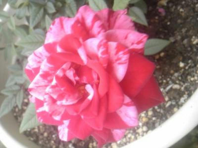 SH3F0586_convert_20120727230056.jpg