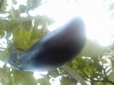 SH3F1034_convert_20120813113506.jpg