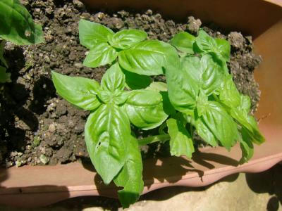 CIMG5018pro_convert_20120822102241.jpg