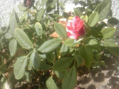 s-SH3F1127.jpg