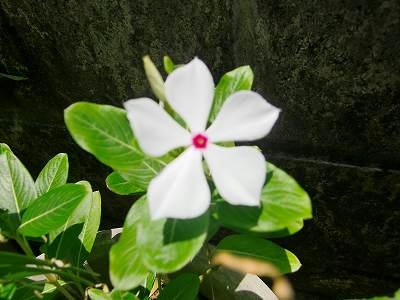 s-CIMG4750.jpg