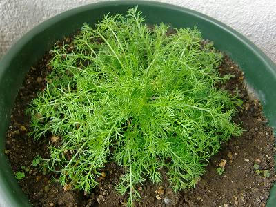 s-CIMG5807.jpg