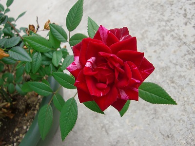 s-CIMG5803.jpg