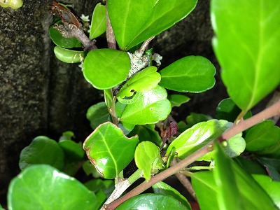 s-IMG_0306.jpg