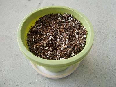 s-CIMG6038.jpg