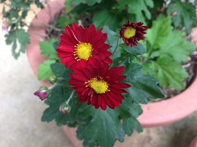 s-IMG_0723.jpg