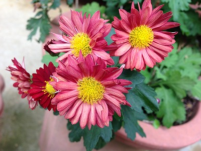 s-IMG_0802.jpg