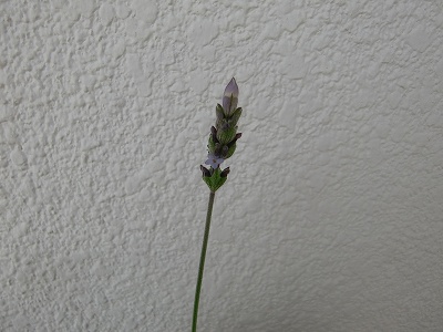 s-CIMG6235.jpg