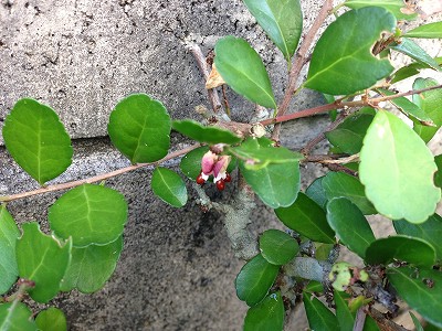 s-IMG_1060.jpg