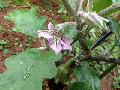 s-IMG_0950.jpg