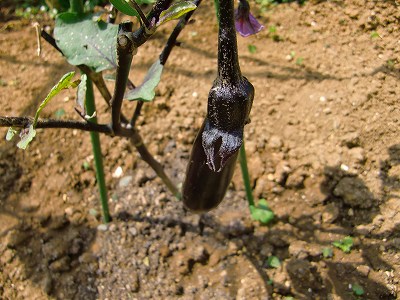 s-CIMG6450.jpg