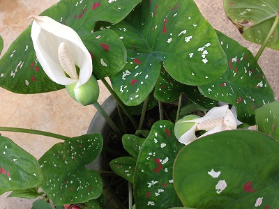 s-IMG_1372.jpg