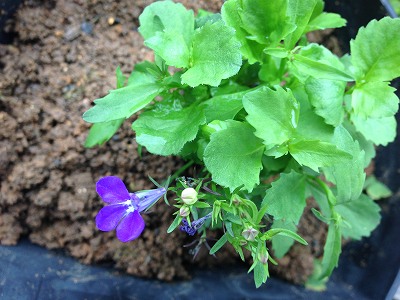 s-IMG_1550.jpg
