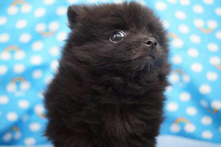 ポメラニアン マルチーズ ｍｉｘ猫 アメショー 入舎しました 犬猫最新情報