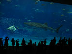 美ら海水族館。馬鹿がフラッシュ焚きまくり。フラッシュ焚いたら逆に写ンねぇだろ。迷惑この上ない!