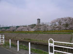 明大グラウンドの辺りの桜