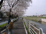 下飯田で相鉄線&市営地下鉄をくぐった先の桜並木。人いっぱい