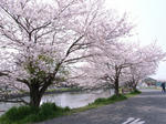 水辺の桜。良いですね