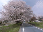 ２年ぶりの雨引駅の桜