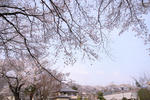 正面の桜は雨引小学校のです