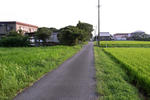大井川を渡った後、国道を離れてこんな田圃の中の道を進みます。
