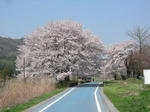 桜の頃ならこんな感じ。良い