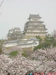桜咲く姫路城