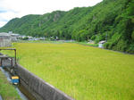和気駅近くの麦畑