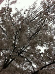 IMG_4483.JPG
